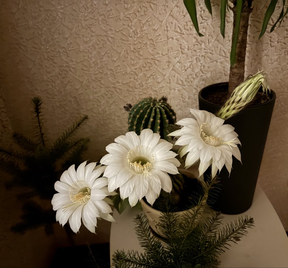 доброґо дна tweet media