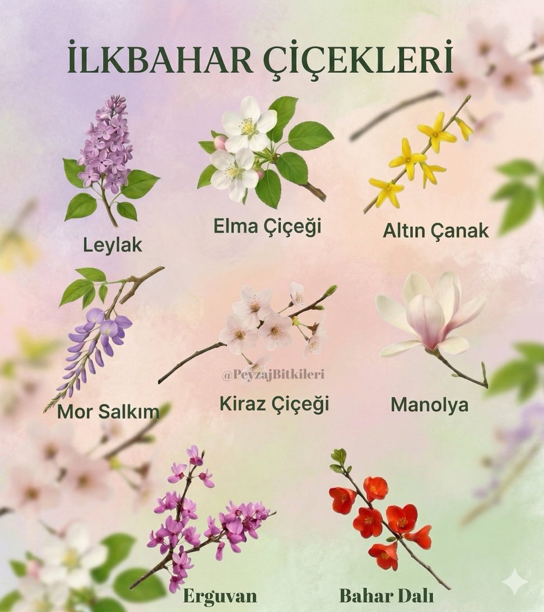 PeyzajBitkileriKitap tweet media