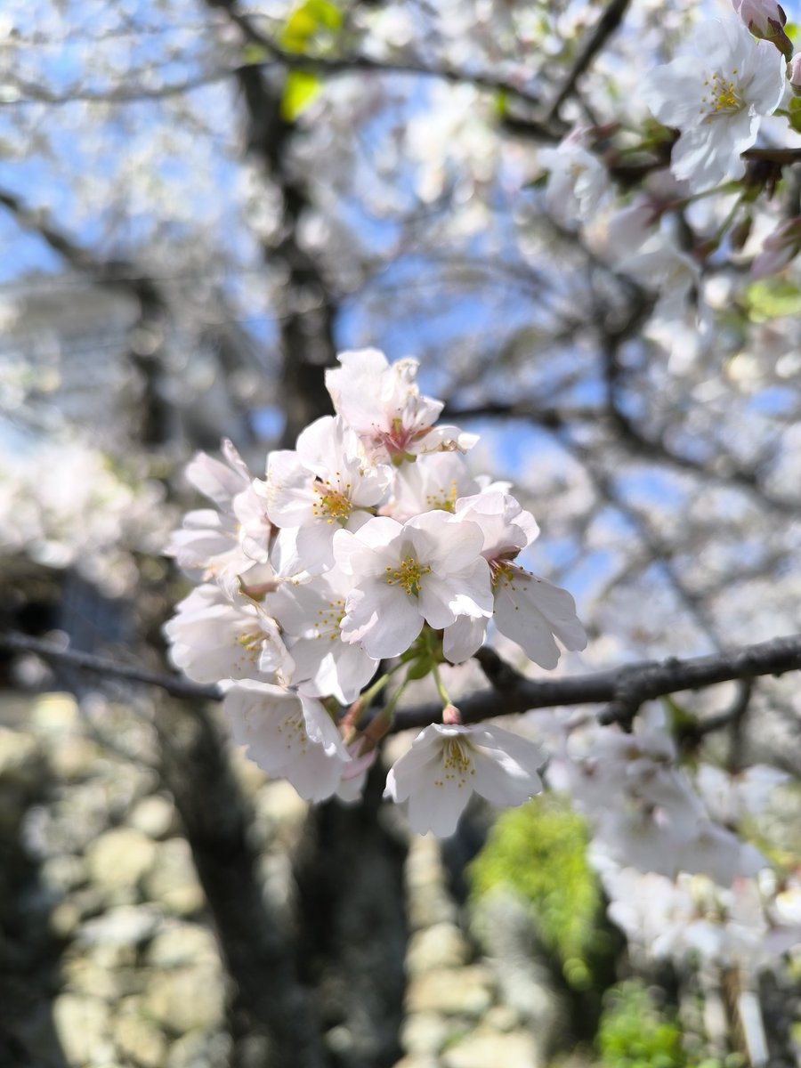heritage_z's tweet photo. お城と桜🏯🌸 https://t.co/80x3aCG3yo