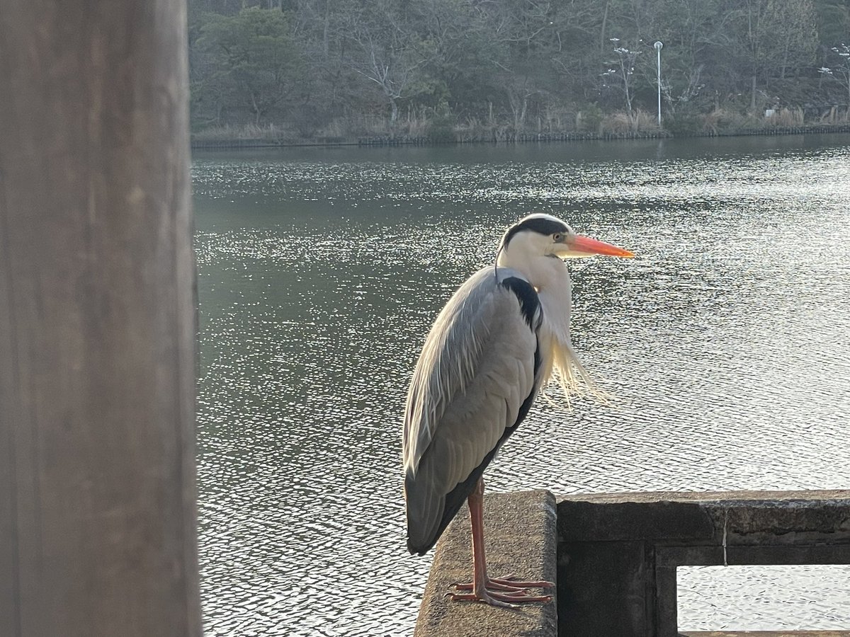 吉川宏志 tweet media