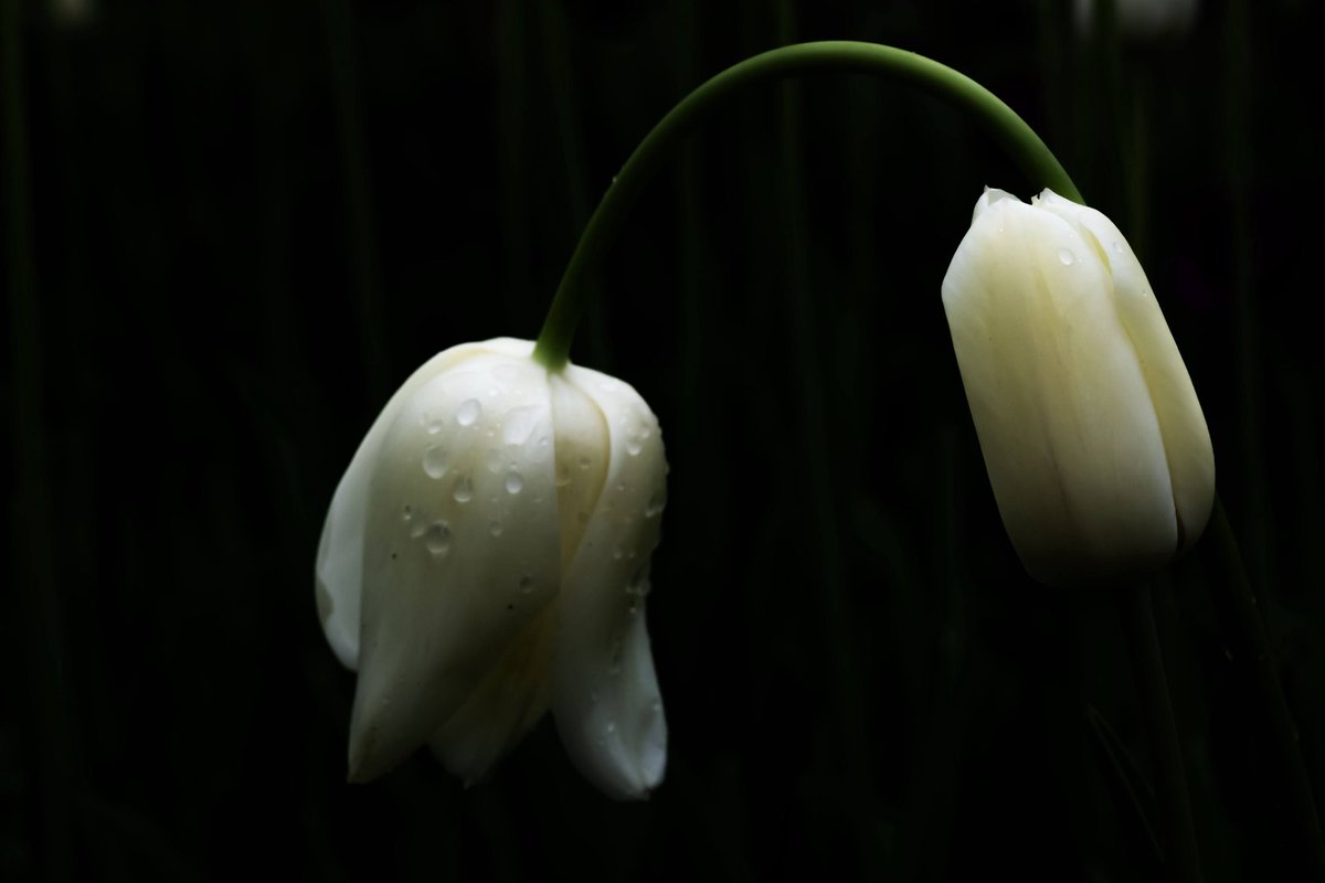 fadime iriz tweet media