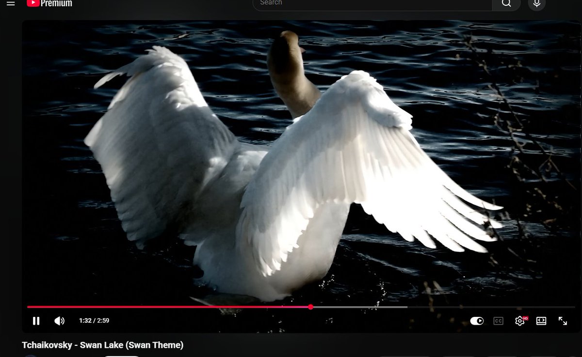 ▽ SPDR ☾⭒.˚ tweet media