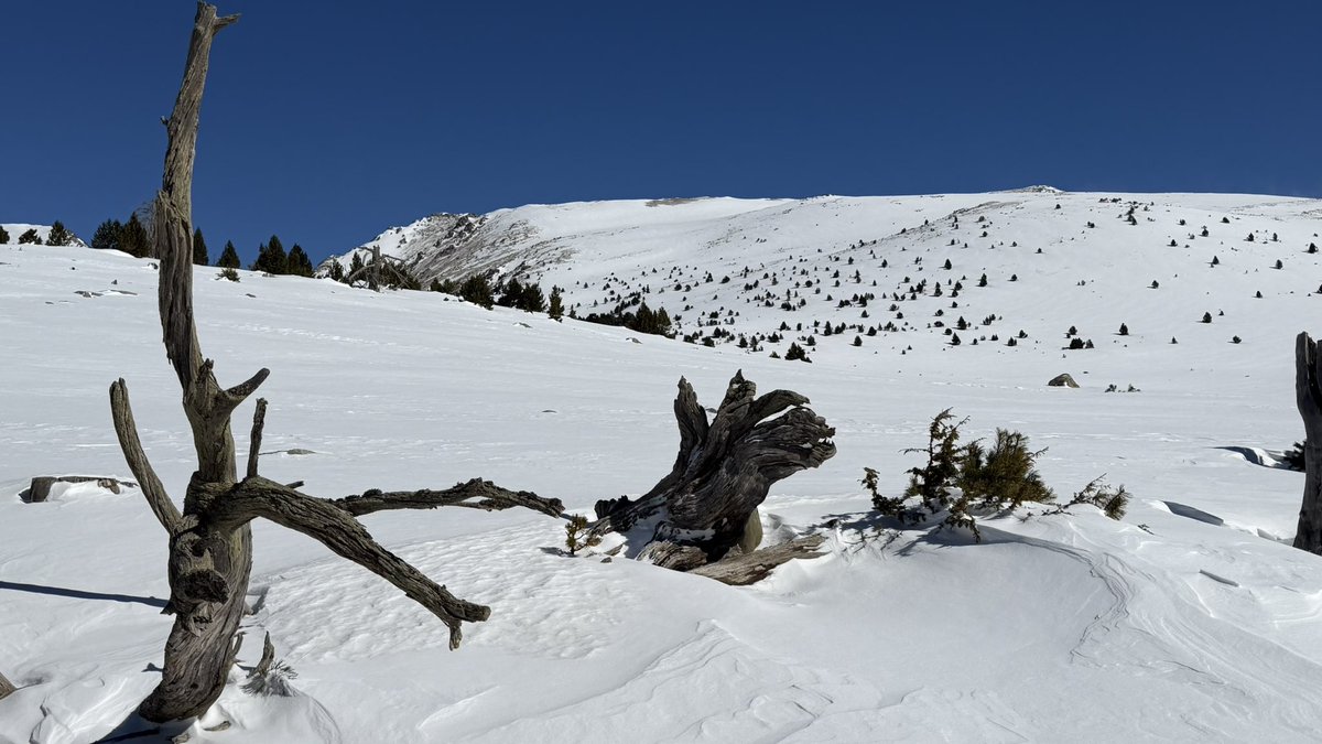Jaume Jubert Ferré tweet media