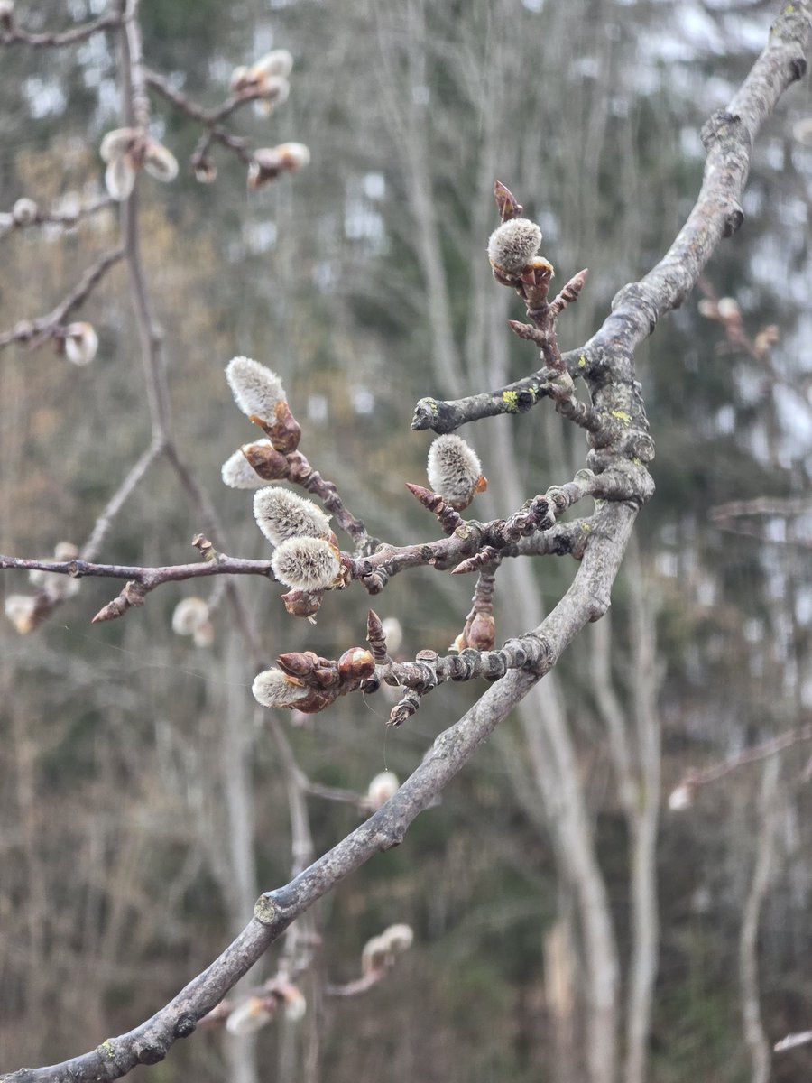 إسماعيل tweet media