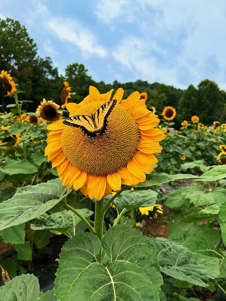 SUNFLOWER 🌻 tweet media