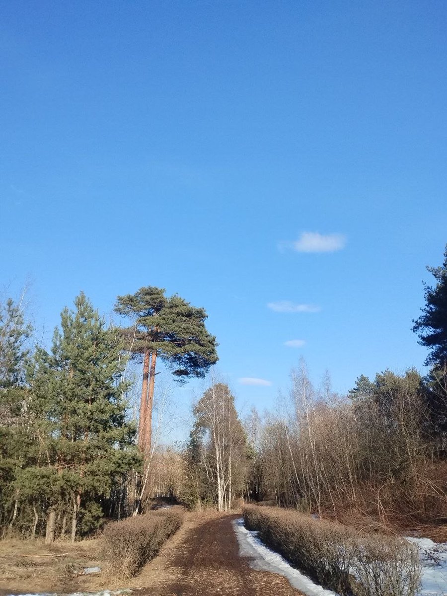6oz_ecmb's tweet photo. april forest https://t.co/KrazcKORwA