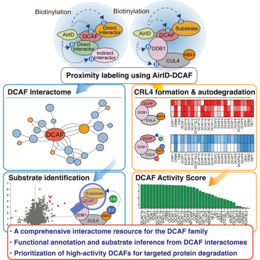 Molecular Cell tweet media