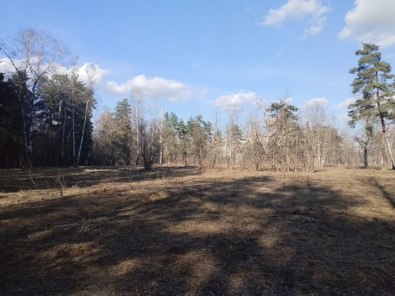 6oz_ecmb's tweet photo. april forest https://t.co/KrazcKORwA