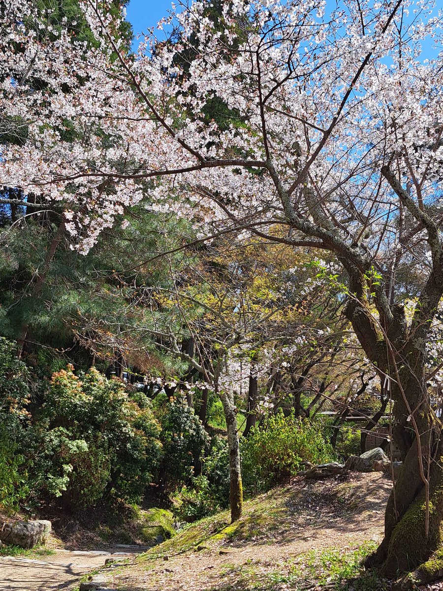 P0KEM0NMATCHING's tweet photo. 京都に桜みにいったよ！ https://t.co/MABMMsXwxI
