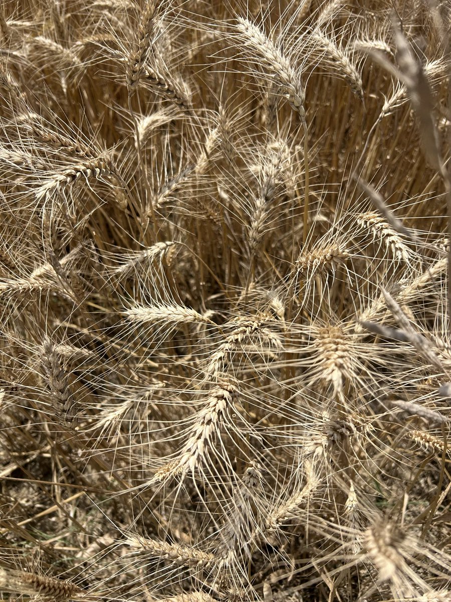 राग दरबारी tweet media