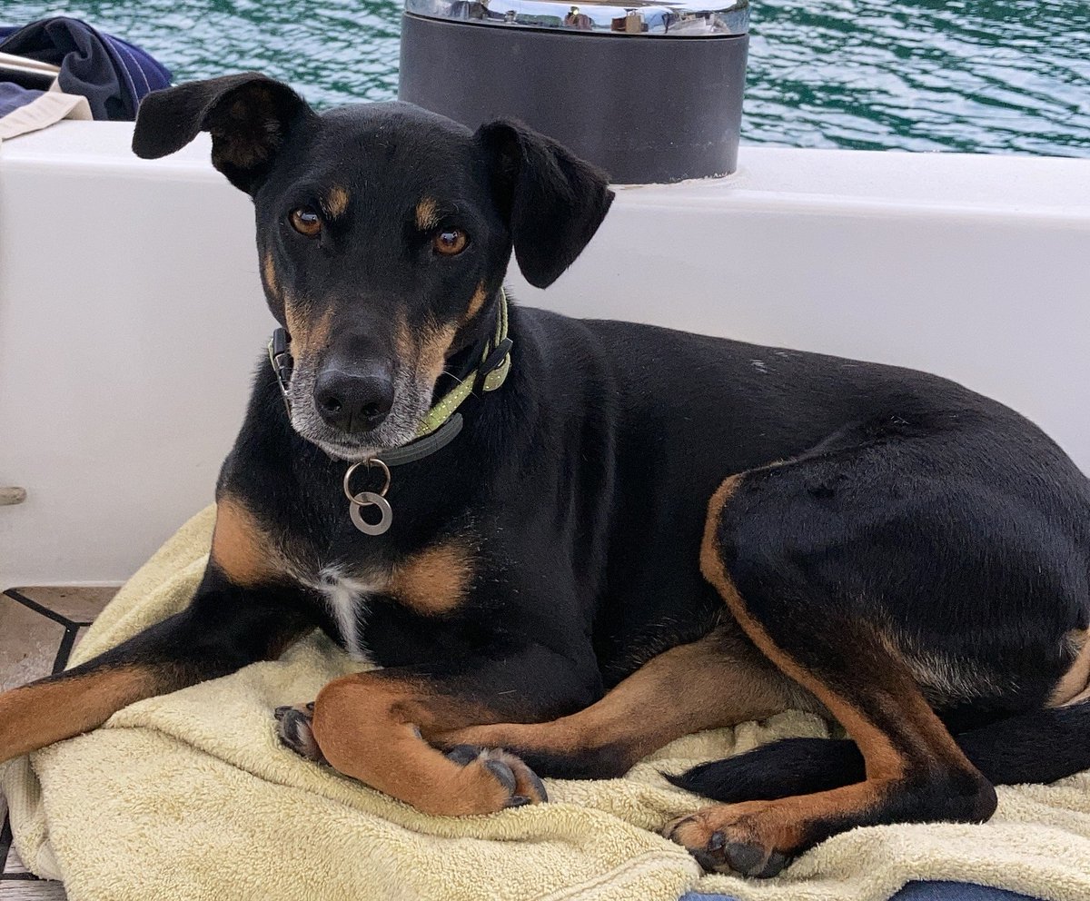 chris towers tweet media