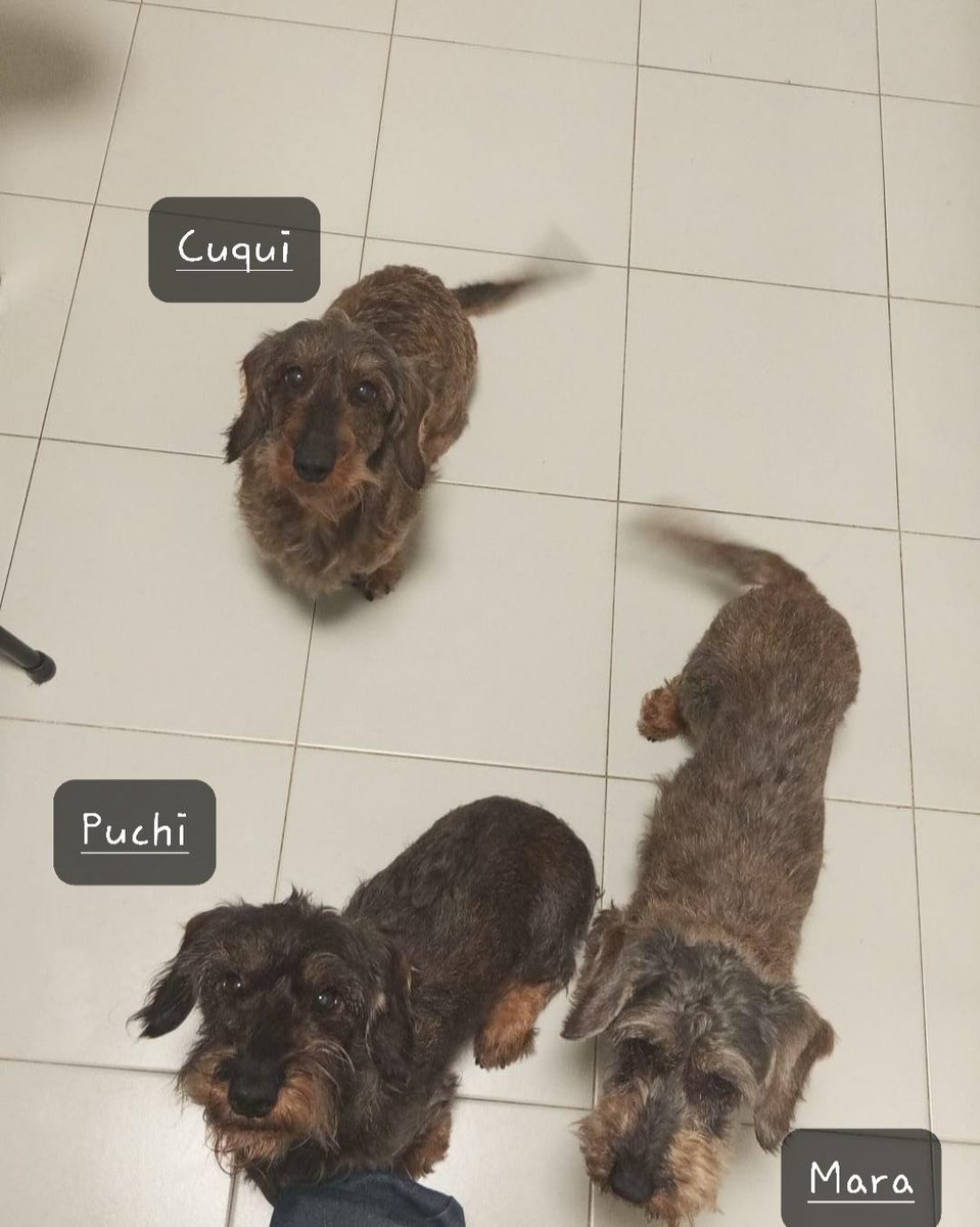 SOS Abuelos tweet media