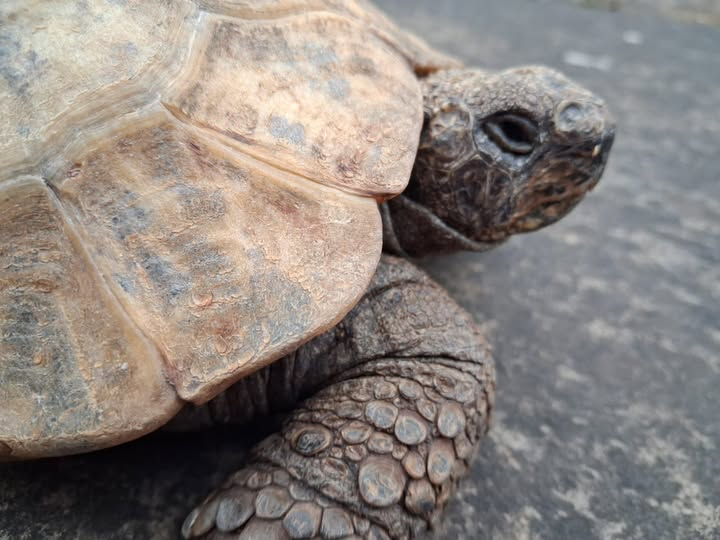 ALBERT the tortoise® tweet media