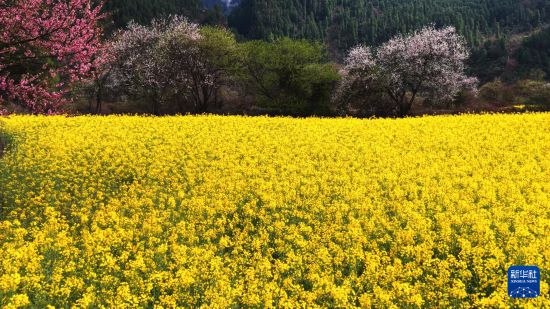 Qi Mei 亓玫 tweet media