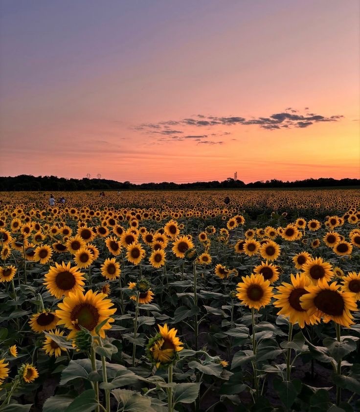 Retweet if you love sunflowers🌻