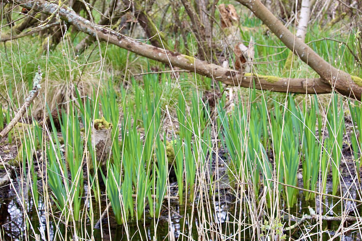 janepursey's tweet image. Peering into the wood as I was walking along the track, there are mossy bits that lead into grassy bits that lead into flag irisy bits and then watery bits, such a diverse landscape #SomersetLevels #loveit #aneverchanginglandscape
