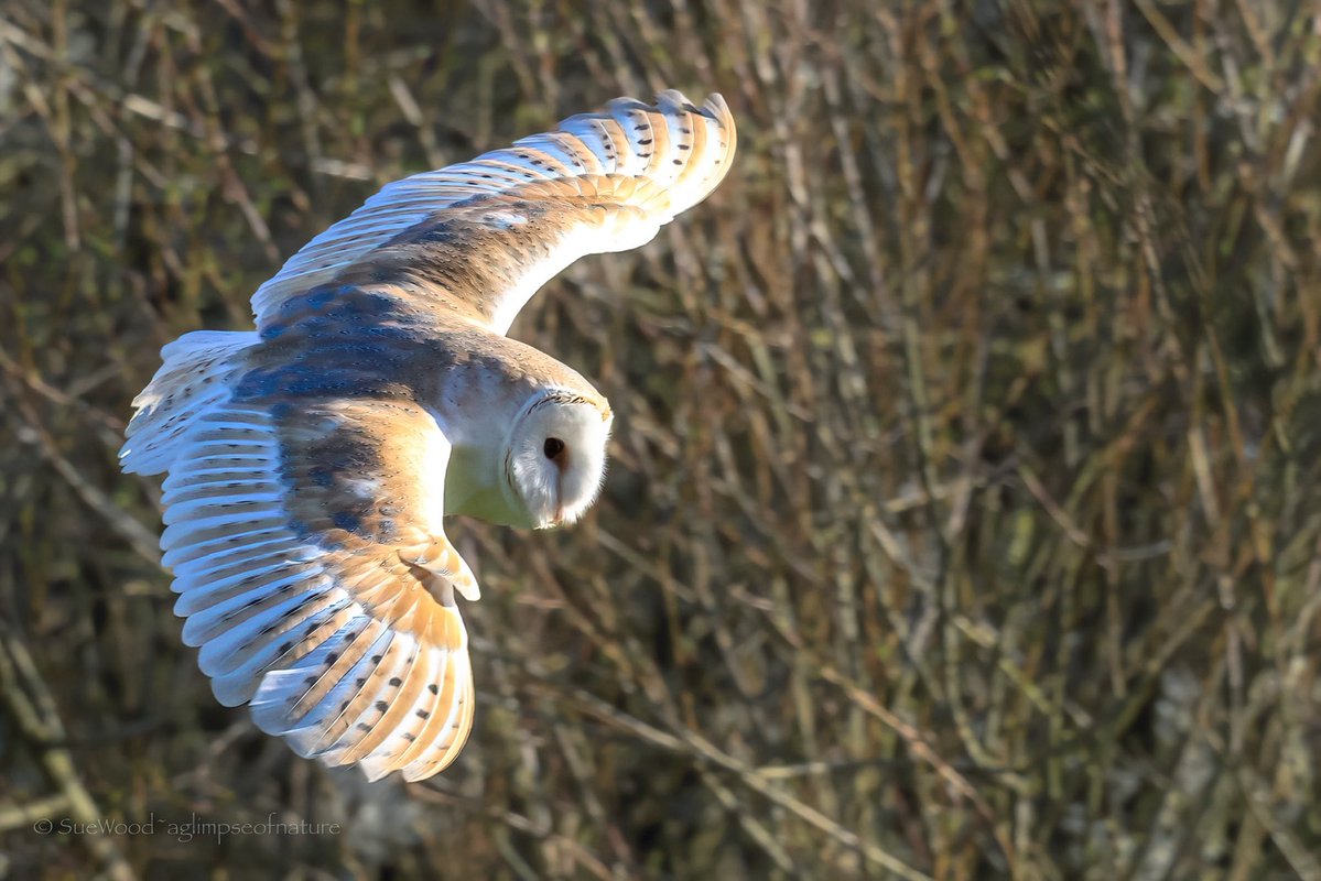 Sue Wood tweet media