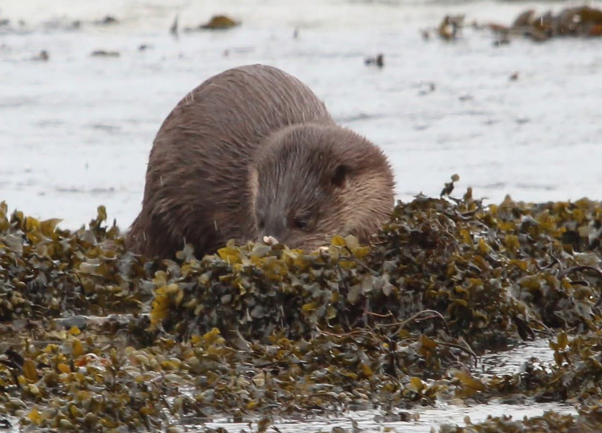 ThingsMid's tweet photo. @admired_art Isle of mull otter https://t.co/ZlxeYwzr0b