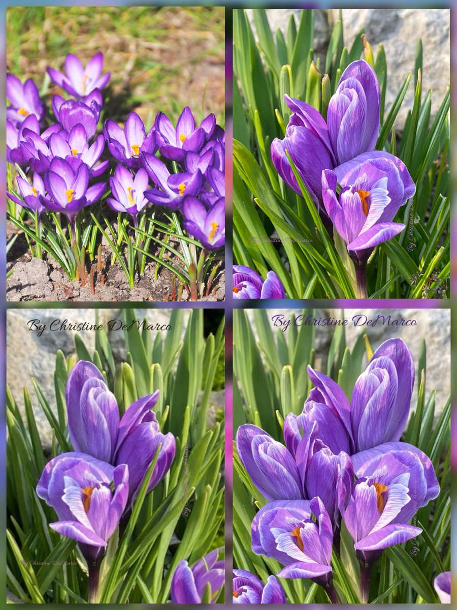 🌱Christine DeMarco tweet media