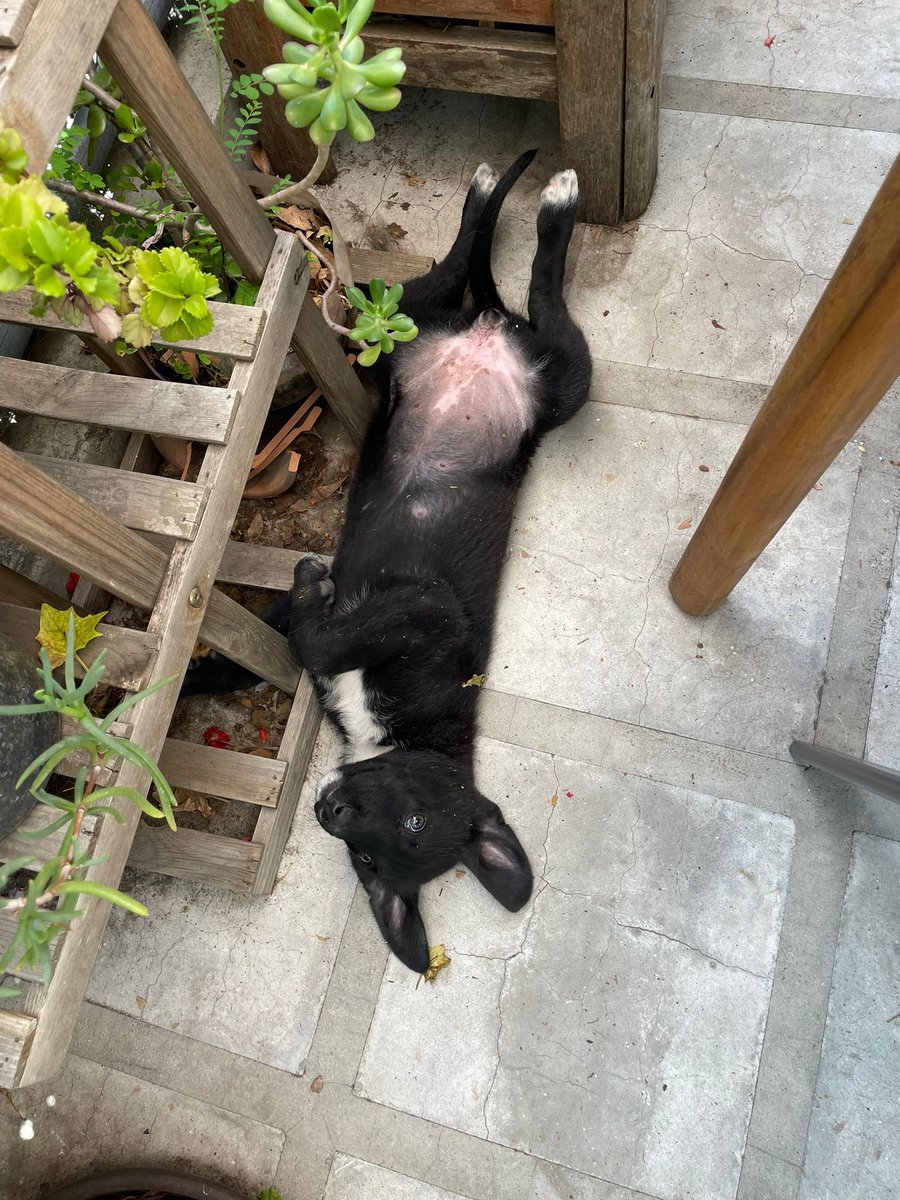 Hoy iban a venir a conocer a Brunilda para posible adopción pero se canceló 
🥹