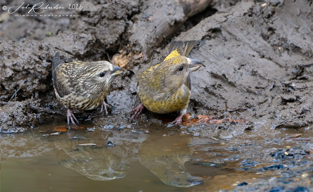 Mum and juvenile Crossbills
eyes left
03/04/2026
