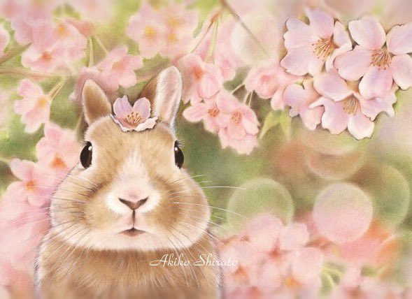 しらとあきこ tweet media