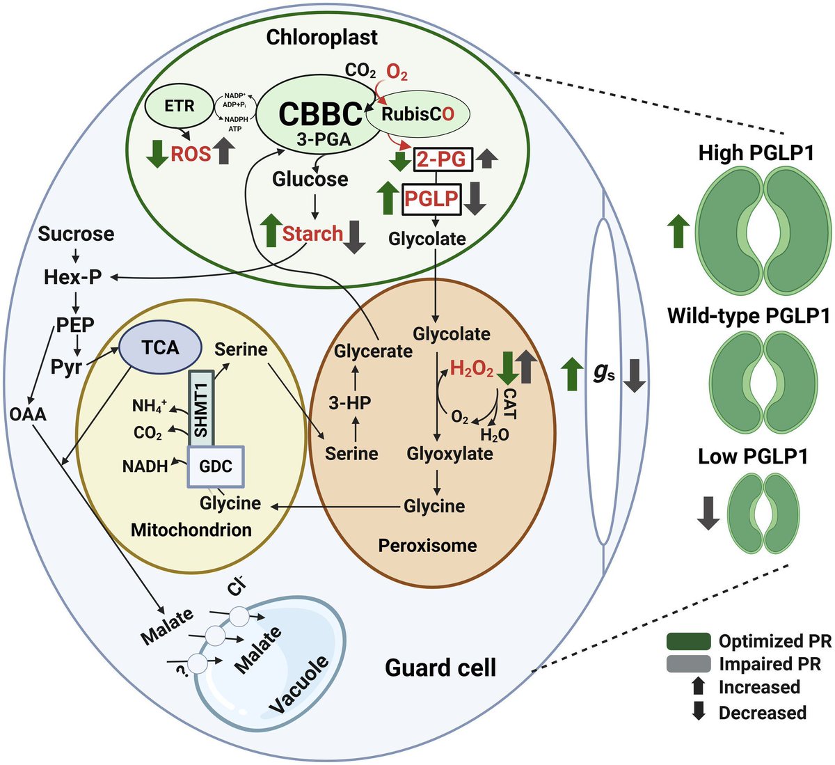 New Phytologist tweet media
