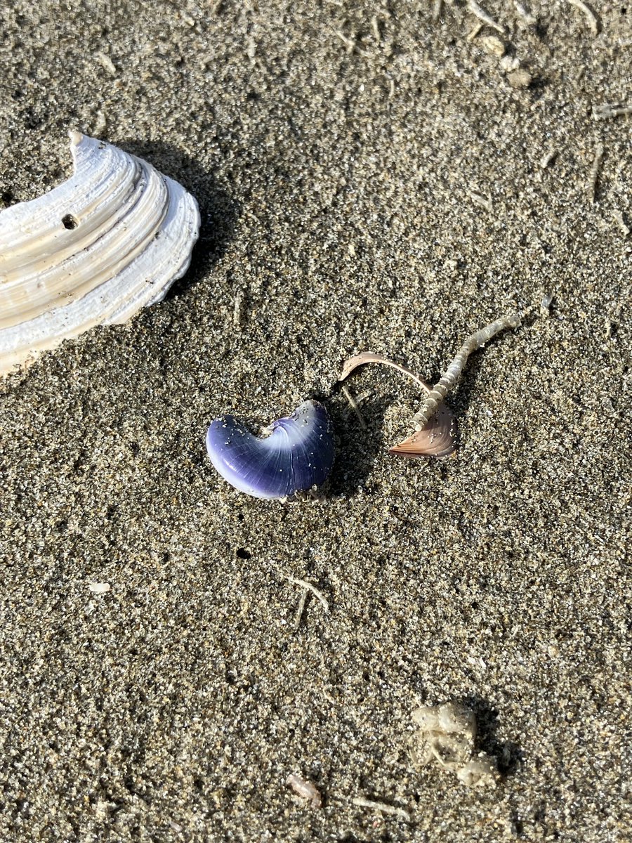 kawaberi–umibe tweet media