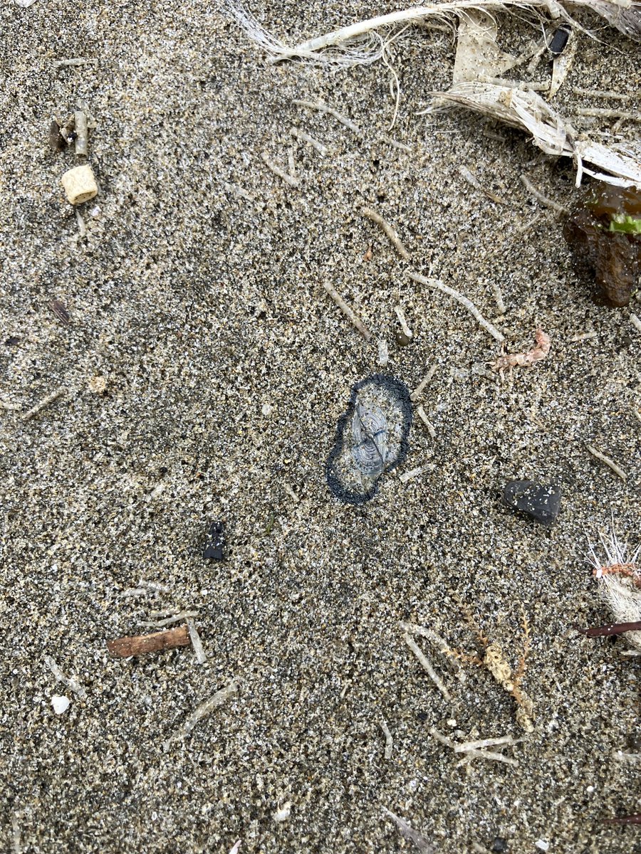 kawaberi–umibe tweet media