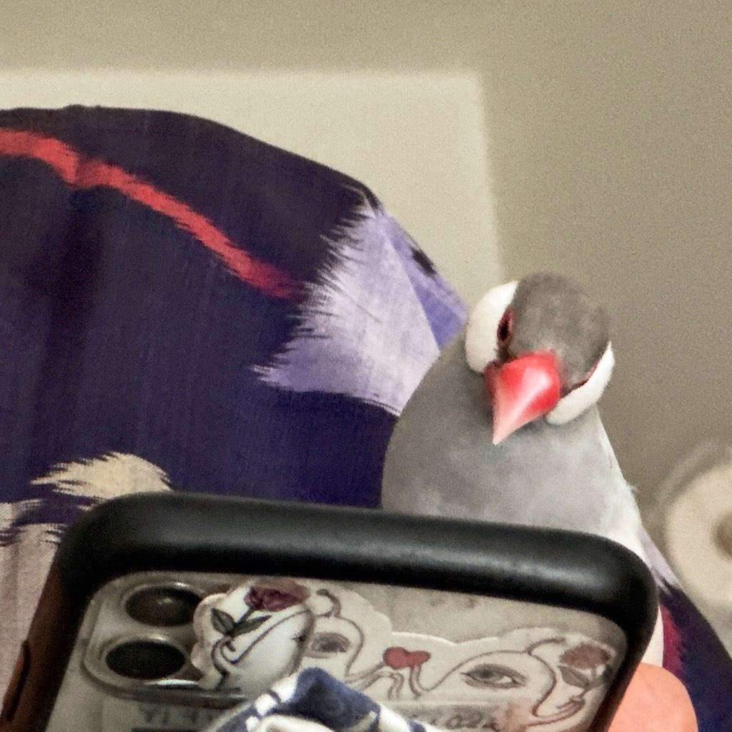 カヲル tweet media