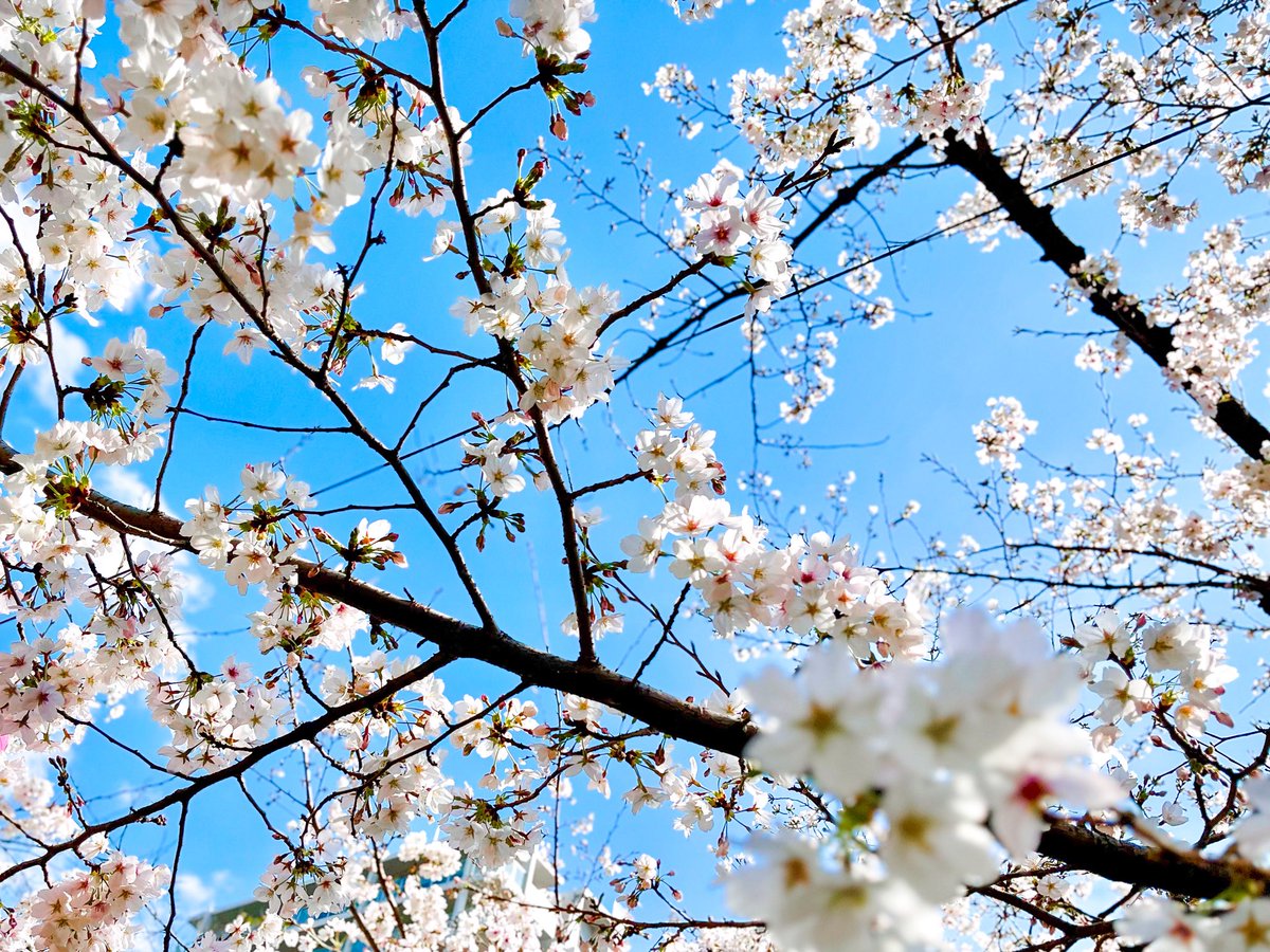 SAK. 🎙️ tweet media