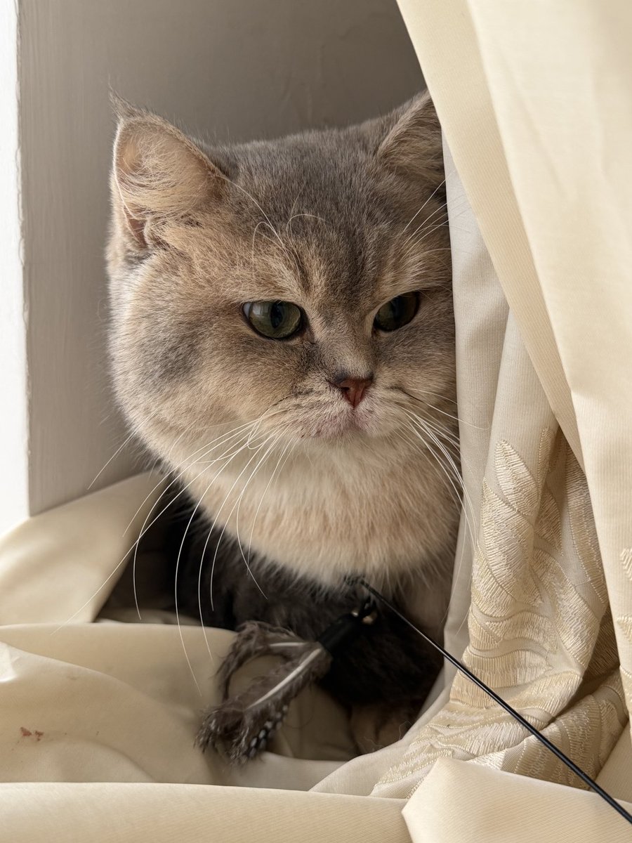 pichiu (commissions open) 🌝 tweet media