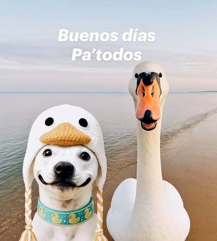 ✨🌺𝕆ℝℚ𝕌Í𝔻𝔼𝔸🌺✨ tweet media