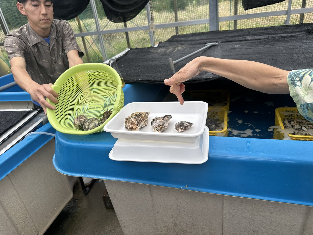 tmarwala's tweet image. Visited an oyster production farm in Kumejima, where sustainable aquaculture meets innovation. From ocean to table, these efforts highlight how local ecosystems can support livelihoods while preserving marine health.
#Kumejima #Sustainability #BlueEconomy #Oceans #Aquaculture
