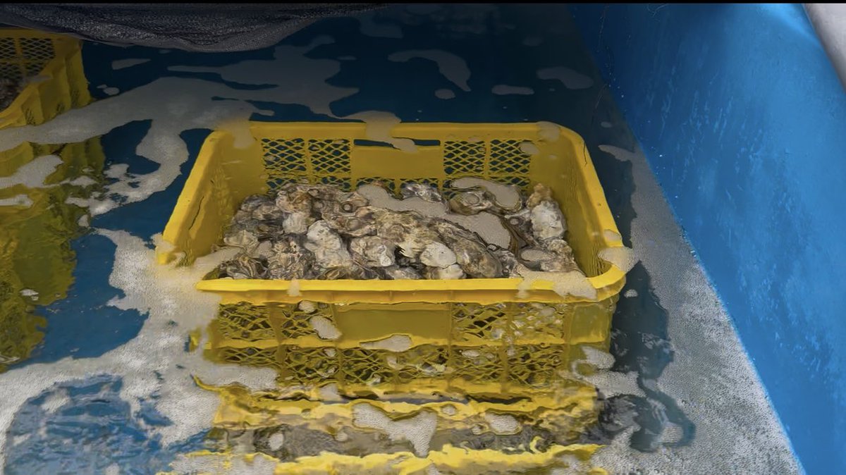 tmarwala's tweet image. Visited an oyster production farm in Kumejima, where sustainable aquaculture meets innovation. From ocean to table, these efforts highlight how local ecosystems can support livelihoods while preserving marine health.
#Kumejima #Sustainability #BlueEconomy #Oceans #Aquaculture