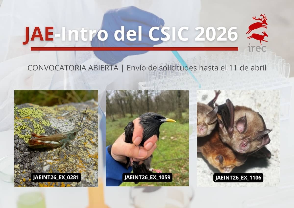 RevistaQuercus's tweet photo. Gracias a las ayudas JAE-Intro 2026 del @CSIC, estudiantes de grado y máster podrán acceder a becas de 600 euros mensuales durante 7 meses y a la posibilidad de iniciar su carrera científica en el @IREC_CSIC_UCLM. Presentación de solicitudes hasta 11 abril https://t.co/BvPfcsYBAo https://t.co/auuqSDjeXh