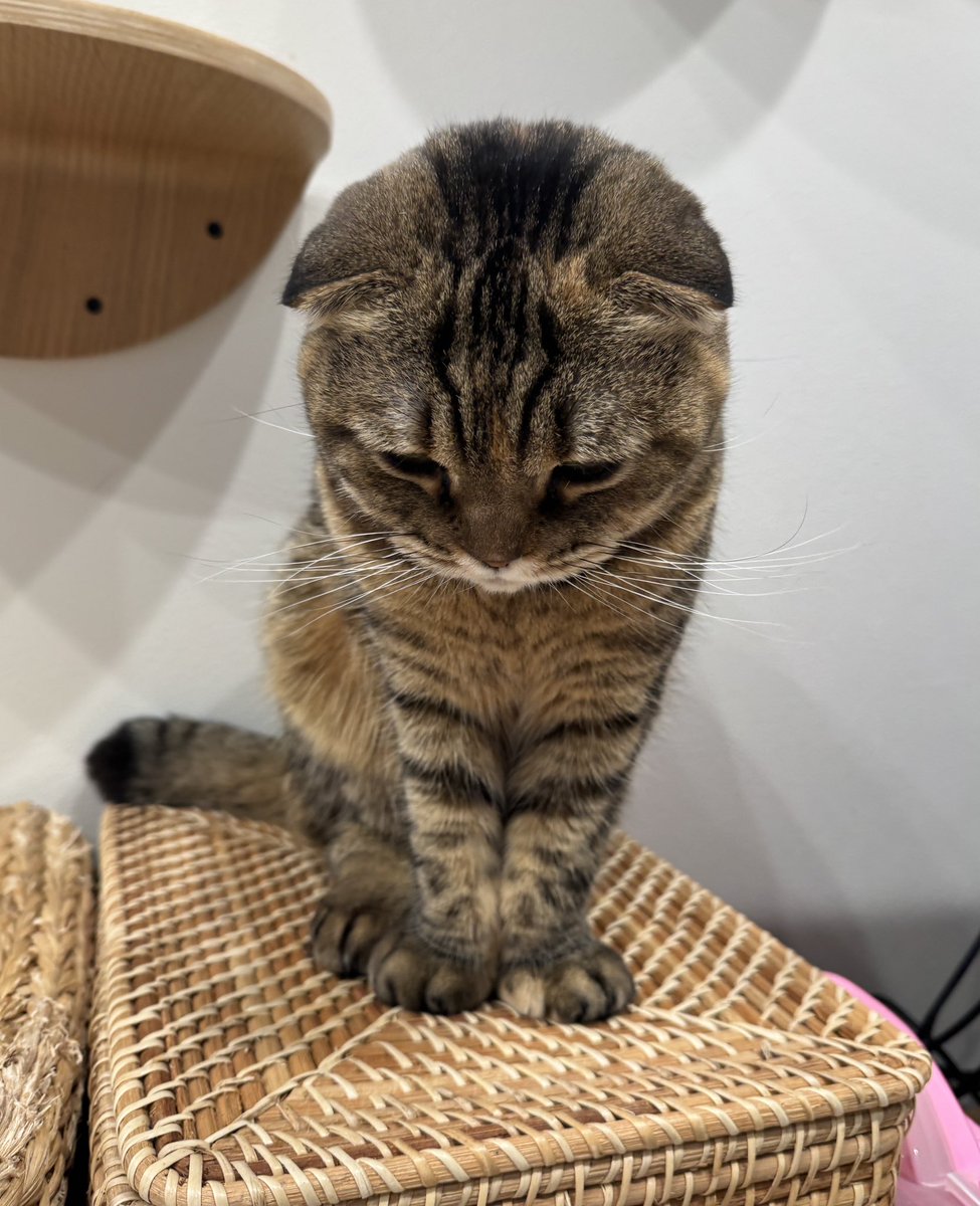 まつたけ tweet media