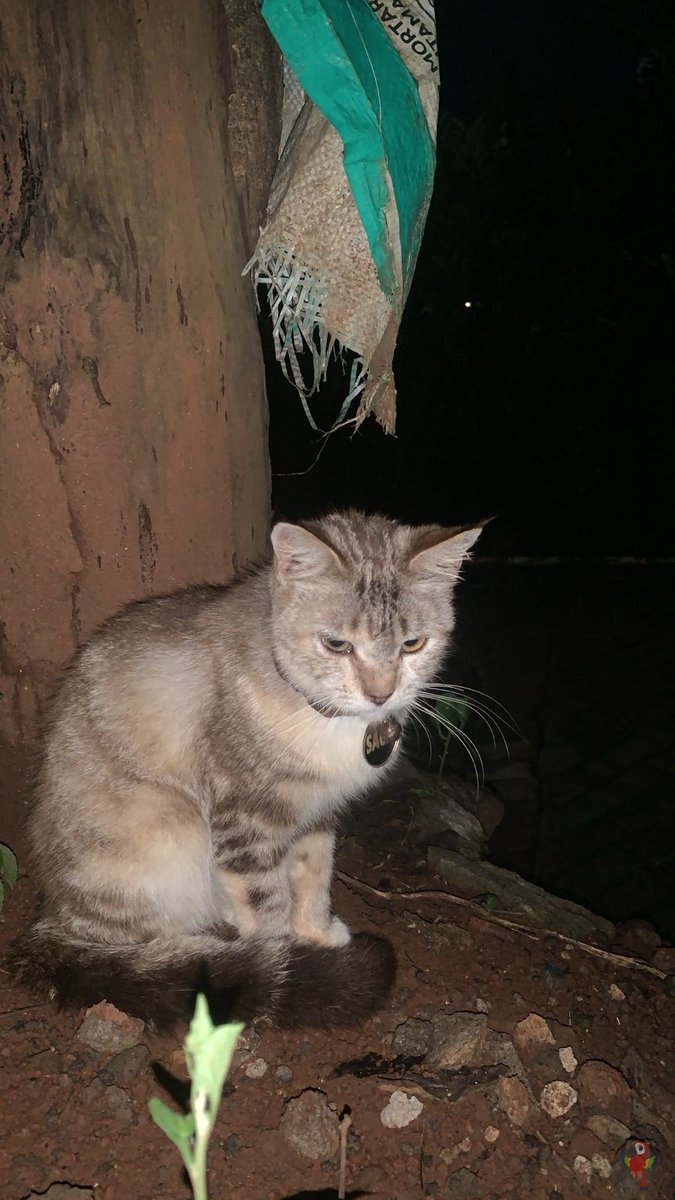 UNICEMFS tweet media