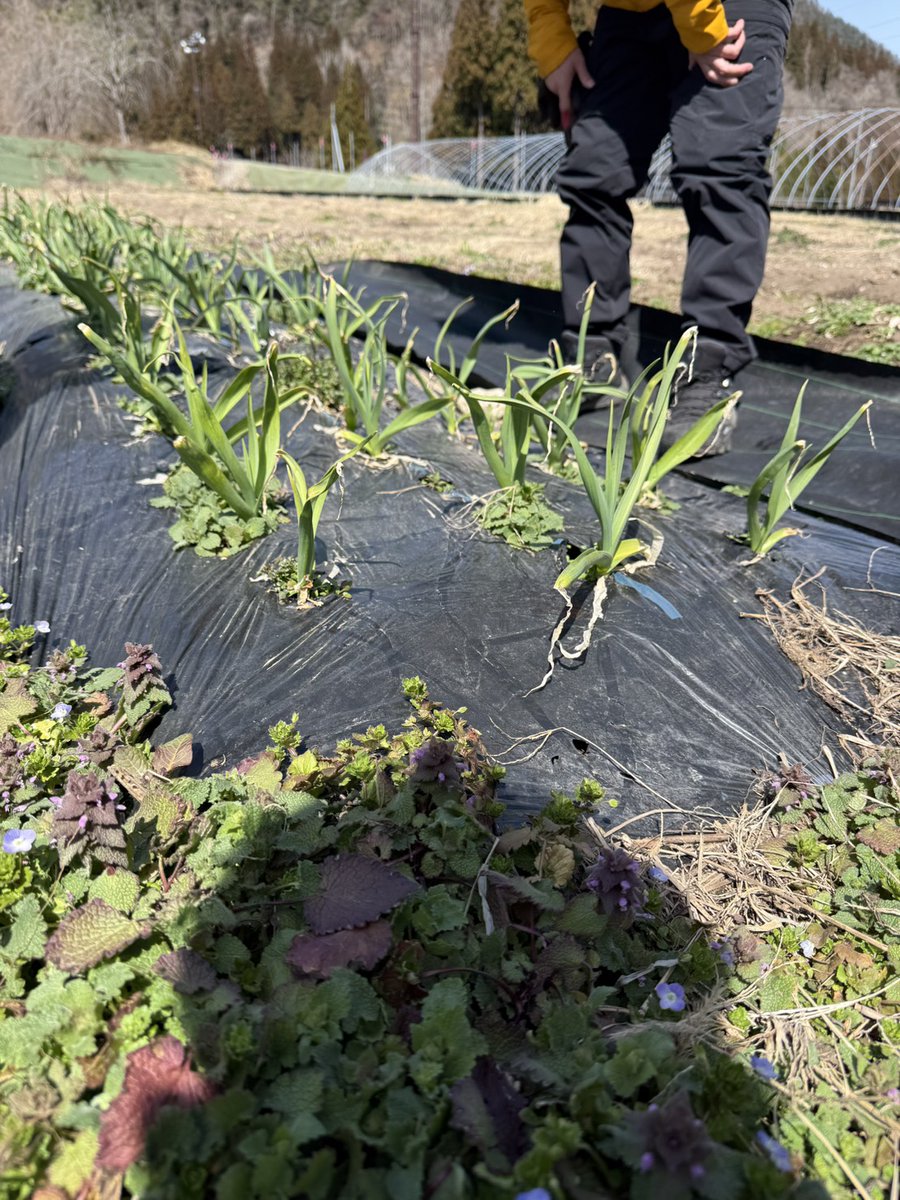 まっさん（松原啓太） tweet media