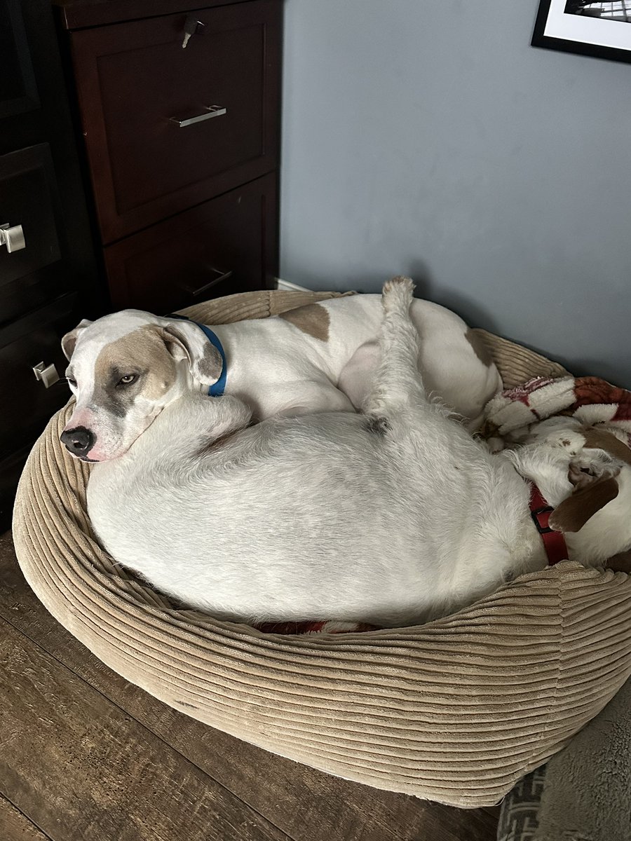 Happy Friday from the Denali/Petey dog pile