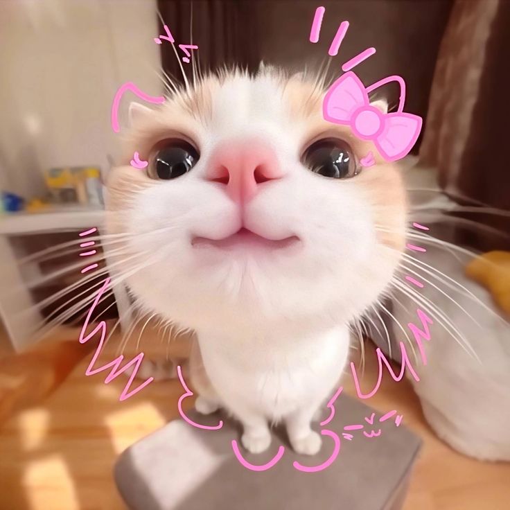 .⋆𝓟𝓾𝓷𝓳𝓪𝓫𝓲 𝓚𝓾𝓭𝓲.｡ᥫ᭡ tweet media