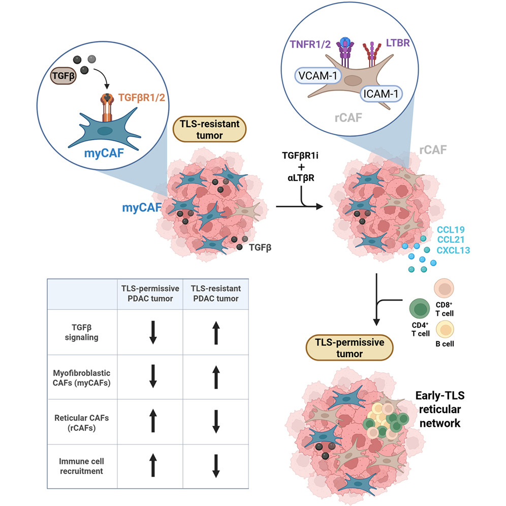 Pelotonia Institute for Immuno-Oncology tweet media