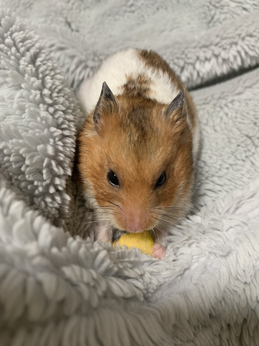 rika@某ソシャゲの騎空団 元 団長 tweet media