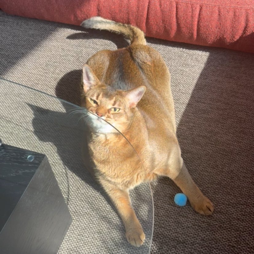 ♡ᜊ♡ tweet media