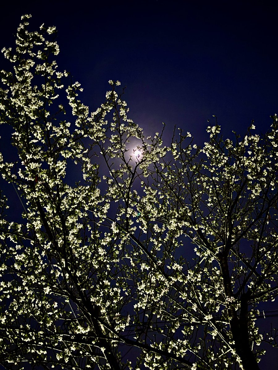 ホワイトムーン tweet media