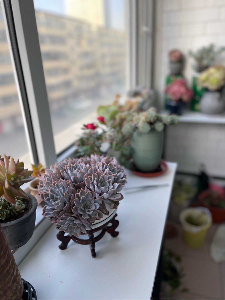 Suzan Wenzlick tweet media