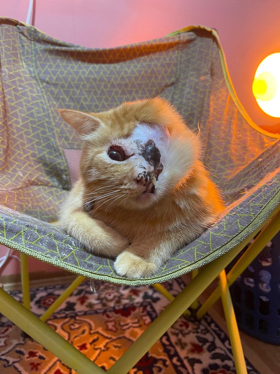 Mymo oyen tweet media