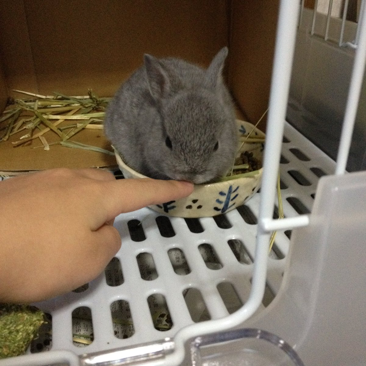 マリモ12歳🌸 tweet media