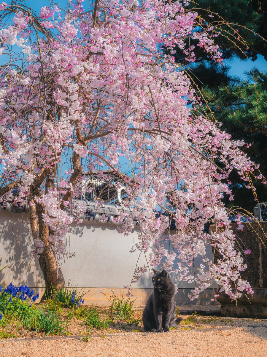 ryogo_tsushima tweet media