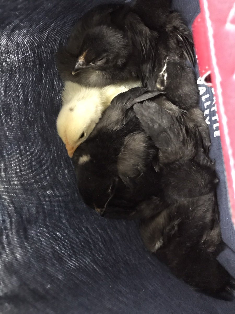 サマンサ@手根管症候群 tweet media